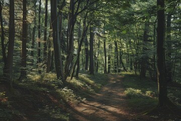 Obraz premium Sunbeams illuminating path in tranquil forest inviting exploration and adventure