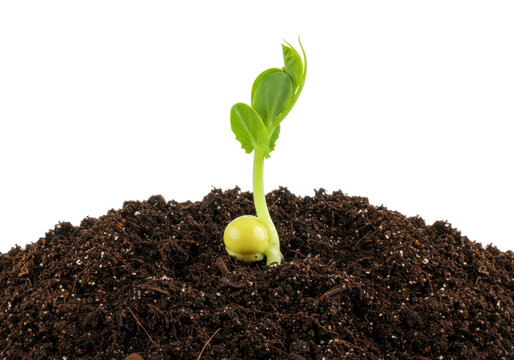 Isolated seedling growing in dirt, spring sprout, pea shoot, edible pea, agriculture, growth
