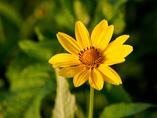 Obraz premium Rough sunflower (Heliopsis helianthoides)