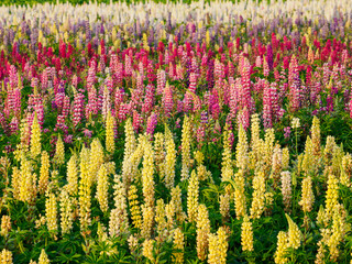 Lupin fields in the Netherlands, beautiful flowers. Colorful background.
