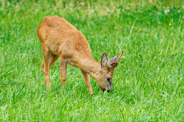 Rehbock auf einer Wiese