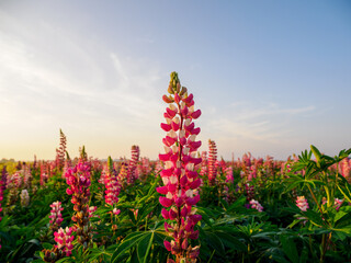 Lupin fields in the Netherlands, beautiful flowers. Colorful background.