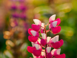 Lupin fields in the Netherlands, beautiful flowers. Colorful background.
