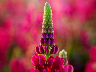 Lupin fields in the Netherlands, beautiful flowers. Colorful background.