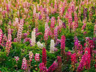 Lupin fields in the Netherlands, beautiful flowers. Colorful background.
