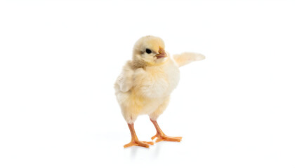Obraz premium An adorable fluffy yellow baby chick stands on a bright white background, its soft down feathers and small size highlighted, embodying new life, innocence, and spring