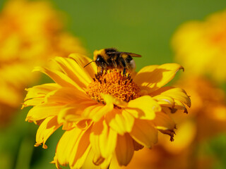 A bumblebee sitting on a flower © Adam Sadlak