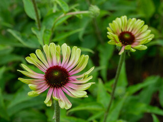 Green Twister Echinacea