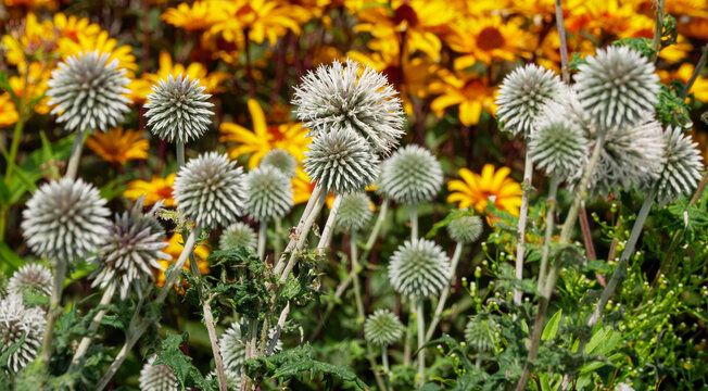 Echinops White