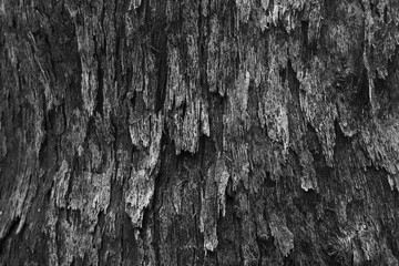 Dramatic black and white tree bark texture. close up detail of natural wood for an abstract background. rough, weathered surface shows beautiful organic pattern