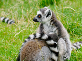 Ring-tailed lemur (Lemur catta) © Adam Sadlak