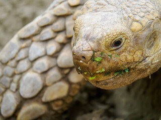 Large desert tortoise, close-up of head.