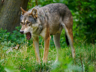 Wolf in the forest, wild animals