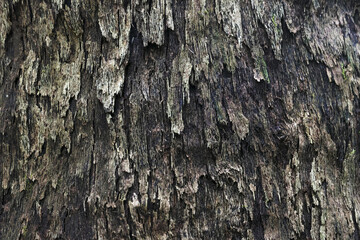 Close up view of old rough tree bark texture. Natural wood background with rugged, cracked surface in shades of brown and gray, creating rustic and weathered pattern