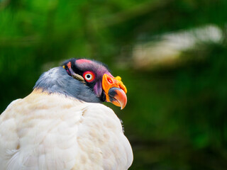 King vulture (Sarcoramphus papa)