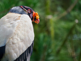 King vulture (Sarcoramphus papa)