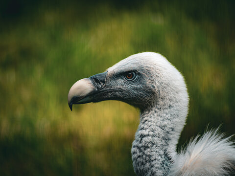 Portrait of a griffon vulture, Gyps Fulvus