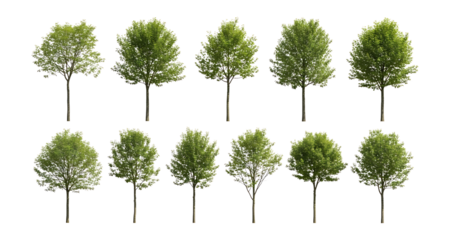 Collection of stylized green trees isolated on transparent background