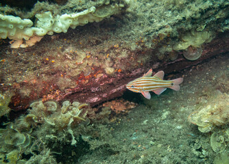 Western Striped Cardinalfish under Busselton Pier, Western Australia, Australia