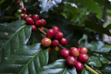 Close up of fresh coffee bean branch showing vibrant red ripe cherry fruit on green leaf plant. natural, agricultural scene with feeling of freshness at farm