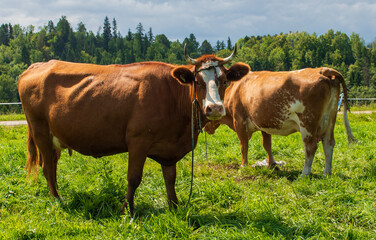 Two cows stand in a sunny pasture surrounded by forested hills. Calm rural landscape symbolizing harmony with nature, sustainability, and pastoral simplicity.