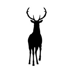 A silhouette front view red deer stag with antlers standing.