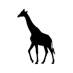 A silhouette giraffe walking in stride on isolated.