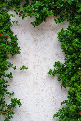 background of white plastered wall slightly weathered and cracked, covered with leaves of climbing plant, beautiful abstraction