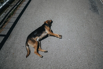 Fototapety na wymiar - Fototapeta24.pl