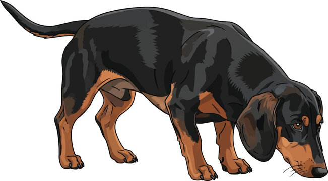 Drever dog sniffing alert instinct pose vector illustration