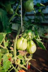 Juicy green tomatoes hanging from branches, greenhouse or vegetable garden.