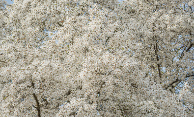 A dense canopy of a tree covered entirely in countless small, bright white flowers, creating a profusion of blossoms against a light blue sky on a sunny spring day.