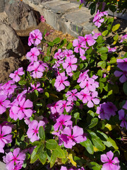Vibrant purple periwinkle flowers in garden under sunlight.