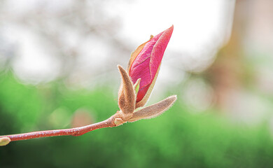 A close-up macro photograph of a pink magnolia flower bud on a branch with soft sunlight and a blurred green background, capturing the beauty and delicacy of early spring growth in nature.