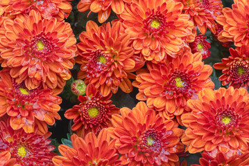 Bright Orange Yellow and Red Crysanthemum Plant in Full Bloom