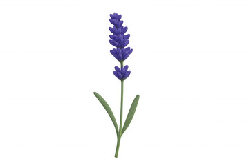 Obraz premium Purple lavender flower head with green leaves against transparent background, symbolizing aromatherapy and relaxation