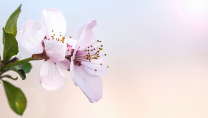 Delicate cherry blossom bloom tranquil garden nature photography soft focus close-up spring beauty