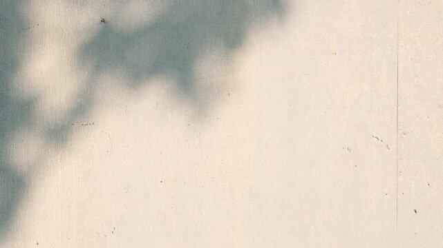 コンクリートの壁に揺れる木の影