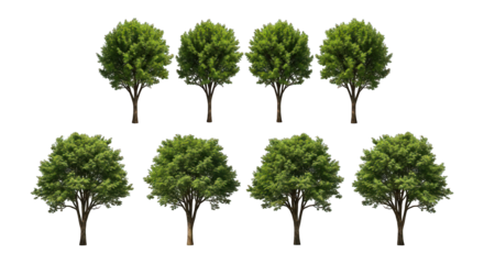 Eight green-leaved deciduous trees with brown trunks arranged in two rows on black