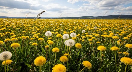 An expansive and vibrant field of dandelions stretches towards a distant horizon under a beautiful, partially cloudy sky. Bright yellow dandelion flowers in various stages of bloom are abundant, inter