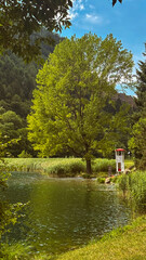 Peaceful summer landscape with a vibrant green tree by a calm mountain lake under blue skies and a small red and white lifeguard hut adding charm to the serene natural scenery