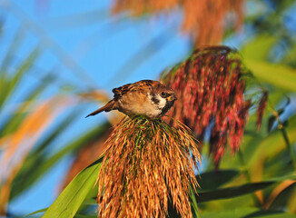 The Eurasian tree sparrow on the reeds, Passer montanus.