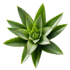 Overhead View of a Lush Green Aloe Vera or Succulent Plant on a transparent background PNG   