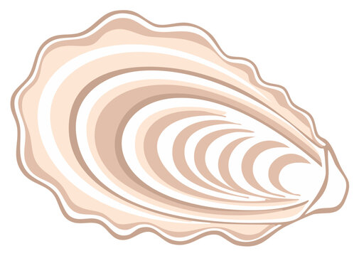 Elegant vector illustration of an open oyster shell a gourmet seafood delicacy
