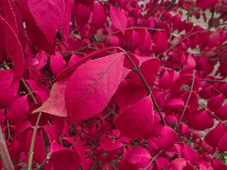 Bright red autumn leaves on burning bush. Close-up of vivid red leaves on a burning bush shrub...