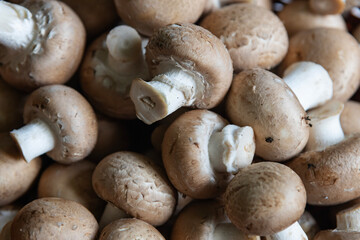 Fresh brown mushrooms stacked together in a natural setting during daylight