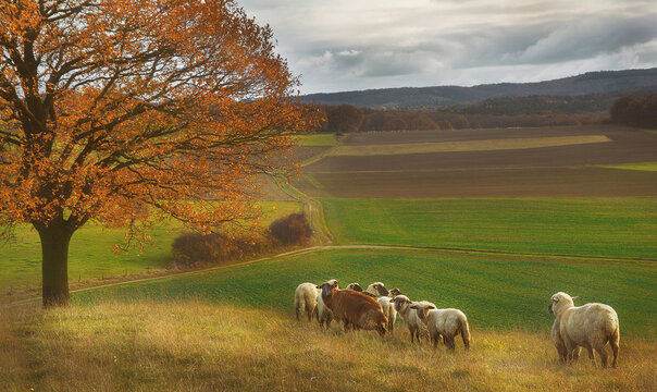 Schafherde in herbstlicher Landschaft
