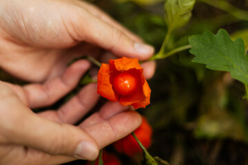 Hand holding bright orange Physalis fruit close-up outdoors