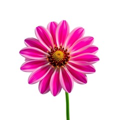 pink gerber daisy
