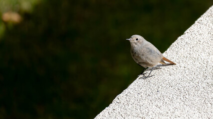A small, likely female Black Redstart (Phoenicurus ochruros) is perched on a concrete ledge, sharply isolated against a dramatic, dark, and blurred background, emphasizing its subtle colors.